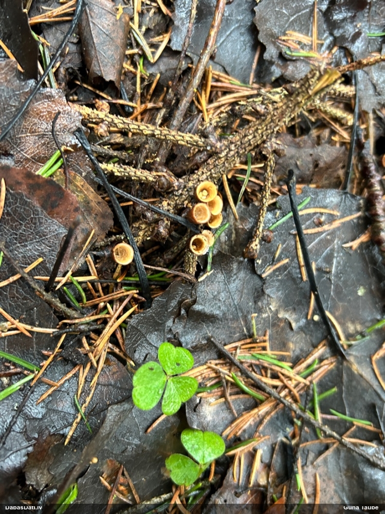 круцибулум гладкий