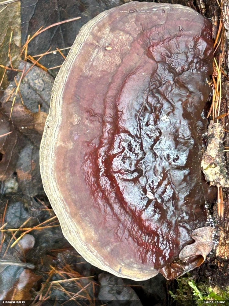 Parastā plakanpiepe