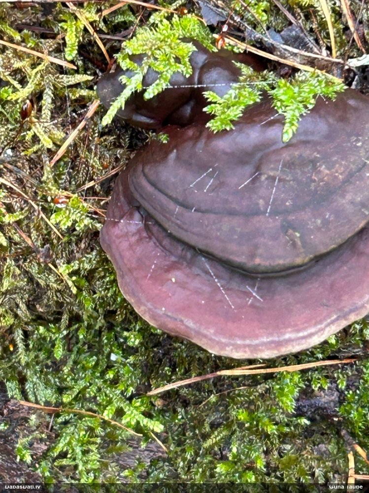 Parastā plakanpiepe