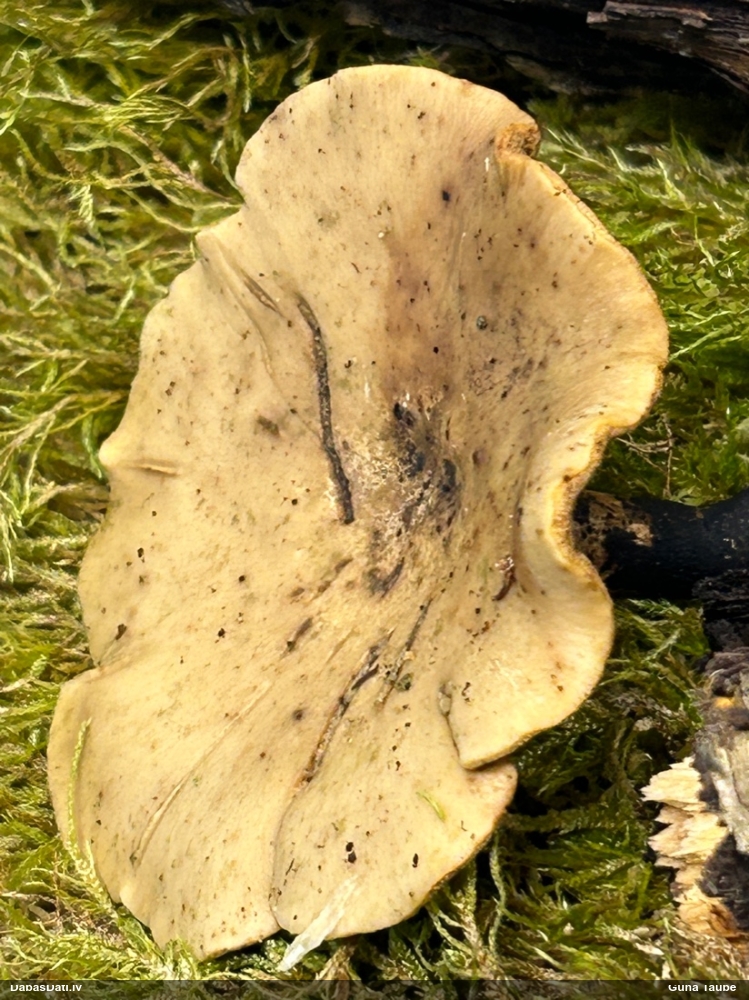 Skropstainā kātiņpiepe