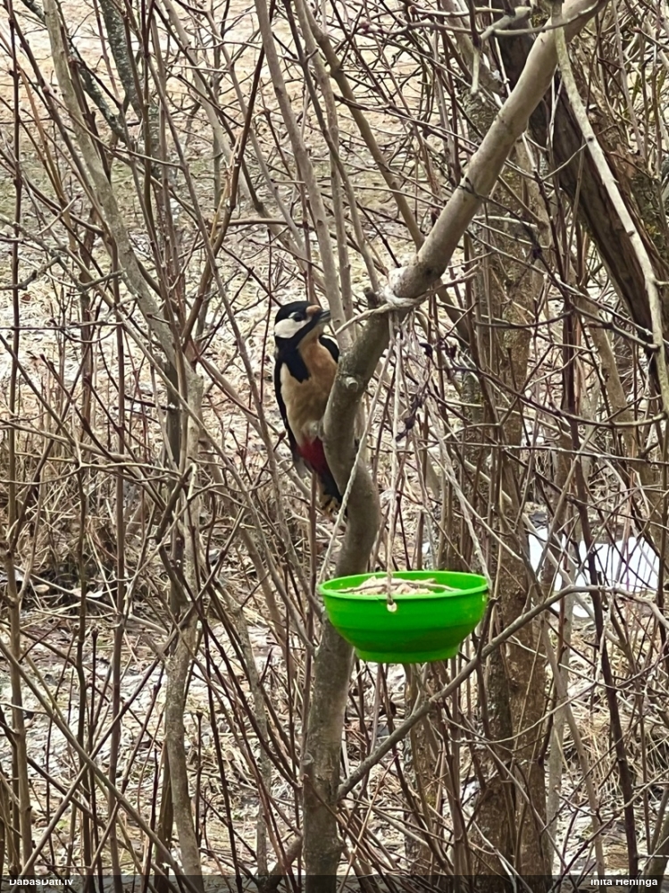 большой пестрый дятел