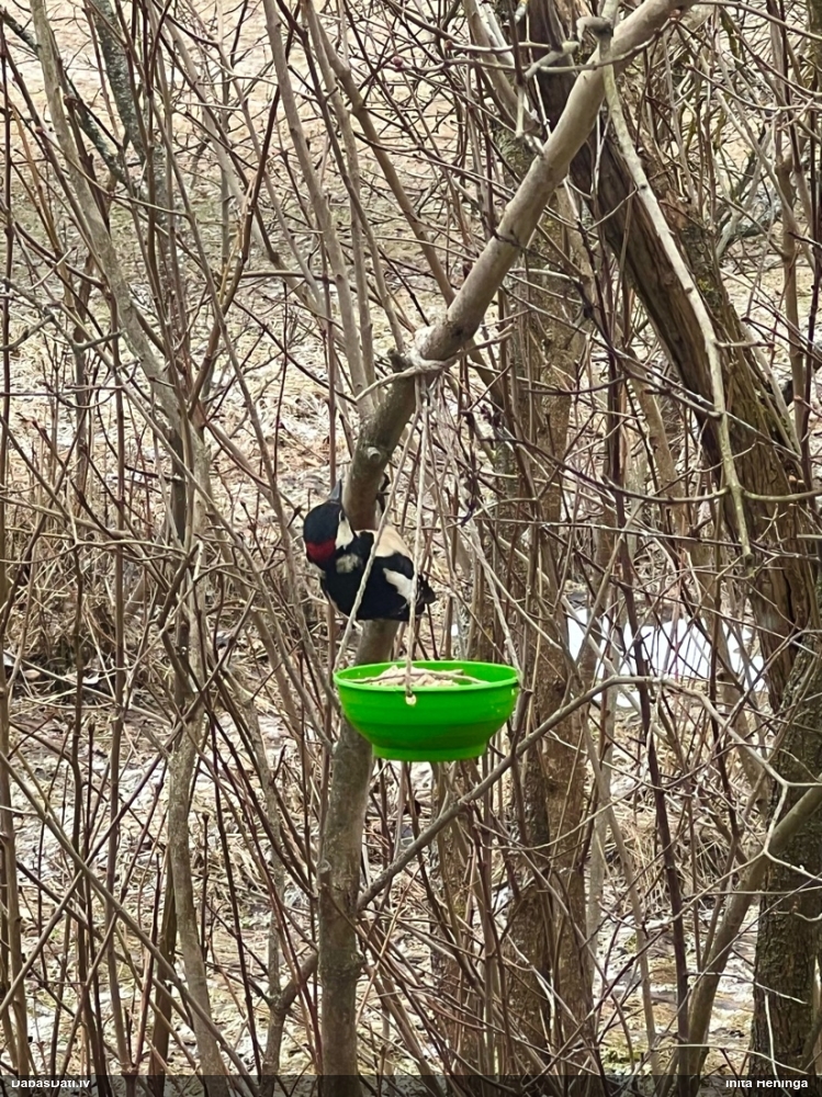 большой пестрый дятел