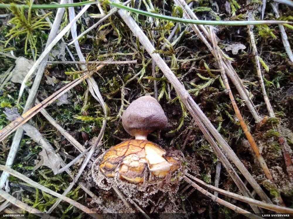 Zemeszvaigzne (nenoteikta)