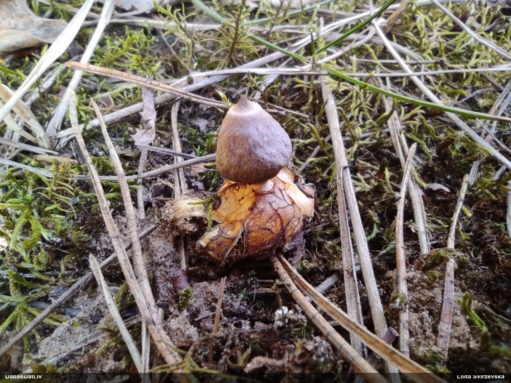 Zemeszvaigzne (nenoteikta)