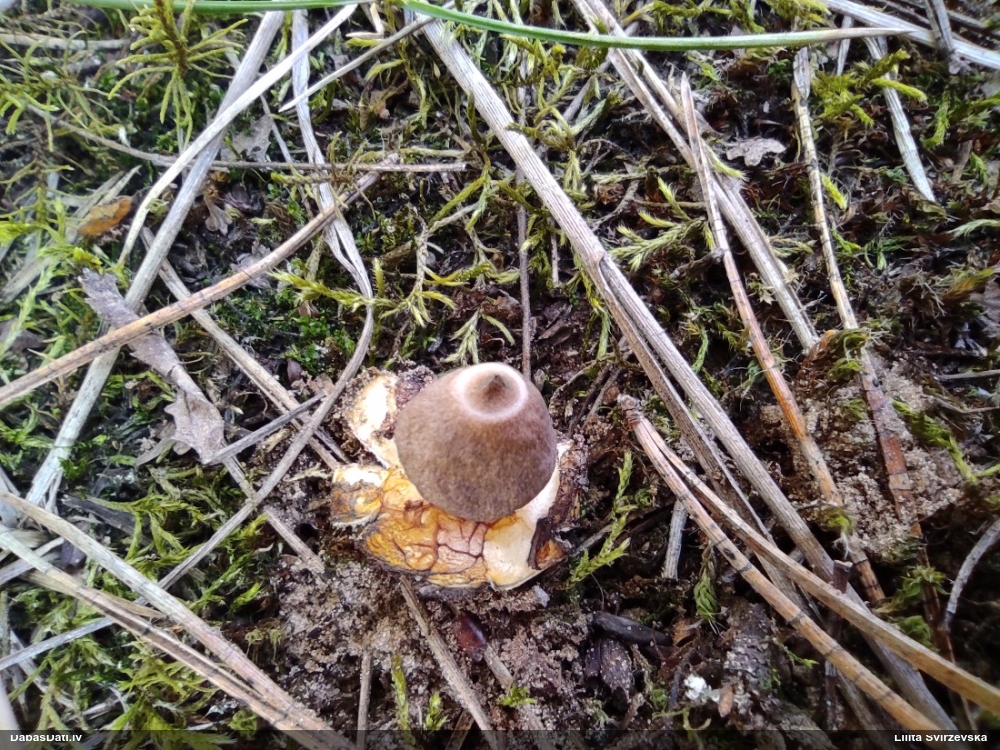 Zemeszvaigzne (nenoteikta)