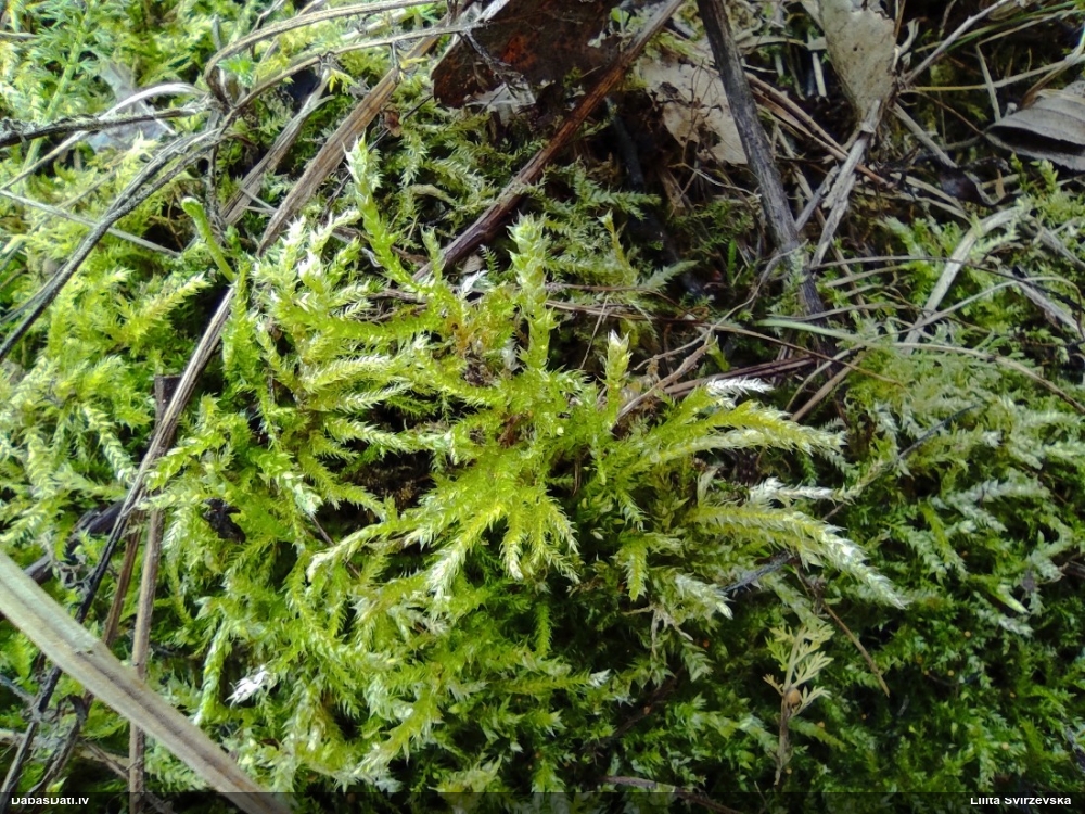 Struplapu īsvācelīte