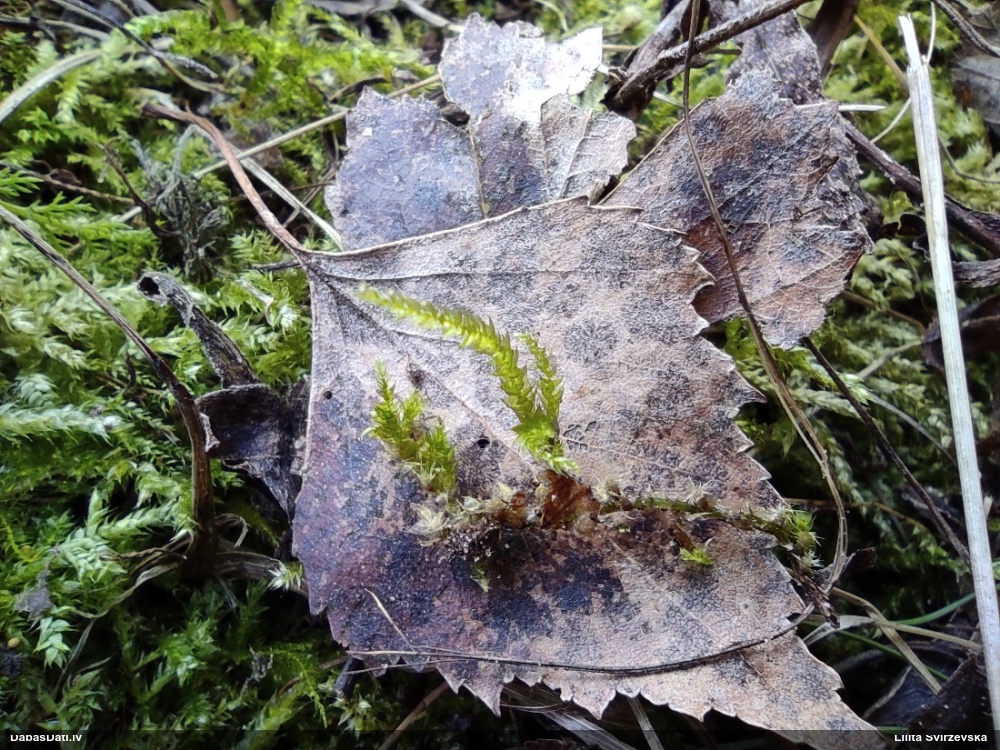 Struplapu īsvācelīte