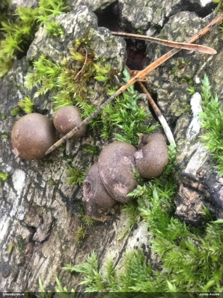 Koksnes vilkpienaine