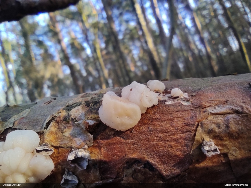 Smadzeņveida receklene