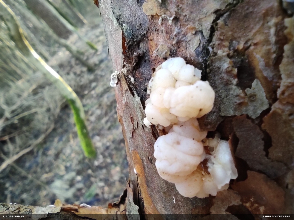 Smadzeņveida receklene