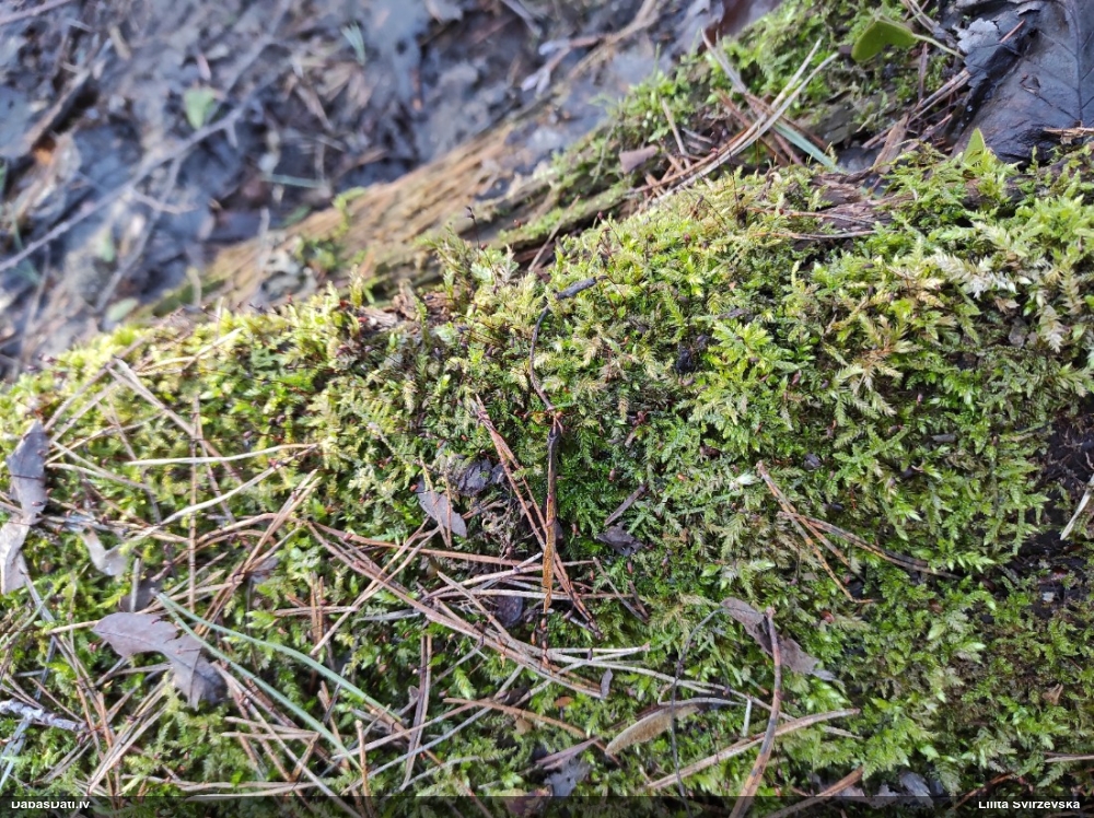 Struplapu īsvācelīte