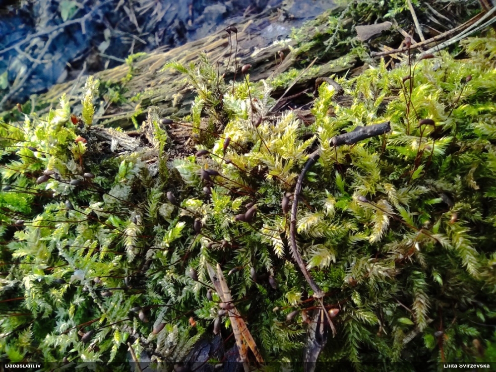 Struplapu īsvācelīte