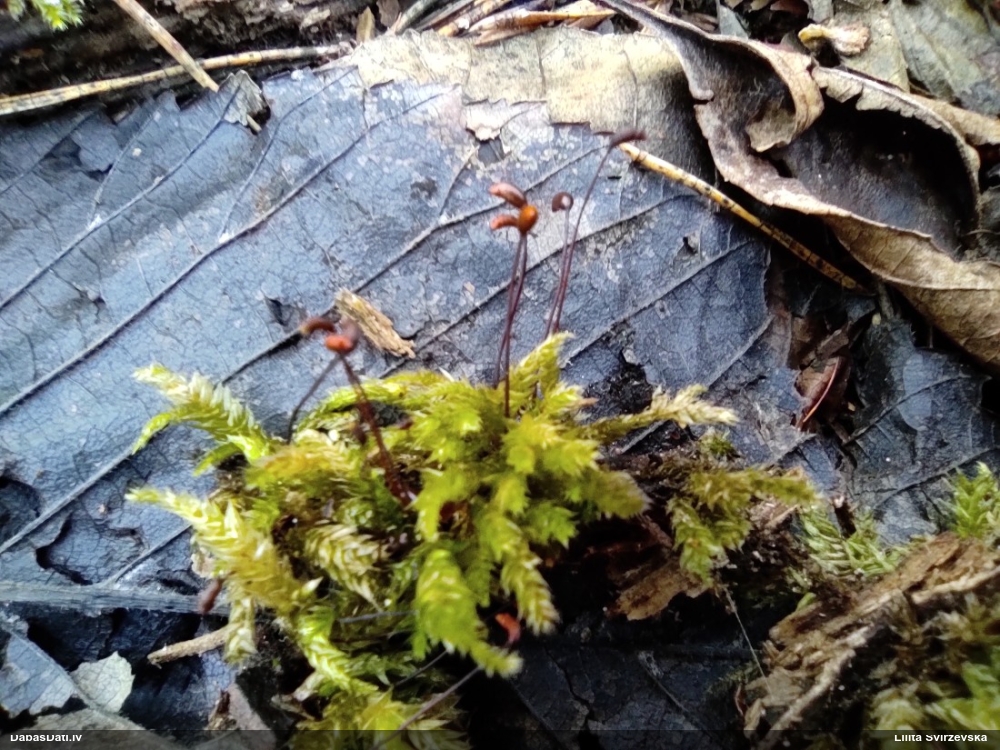 Struplapu īsvācelīte