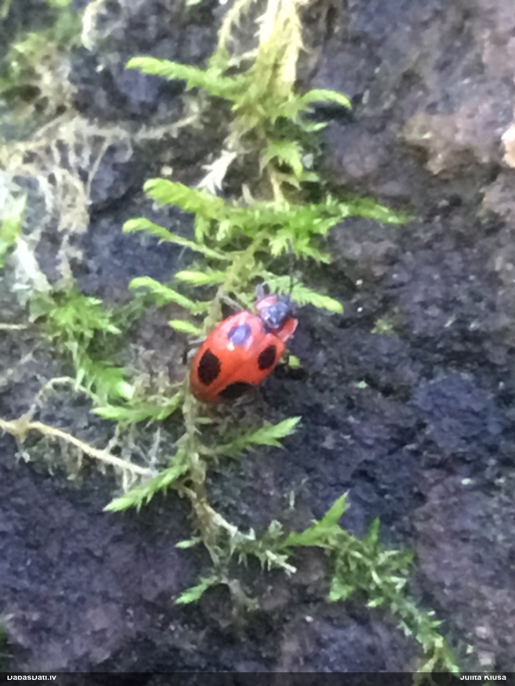 Piepjmīlis Endomychus coccineus
