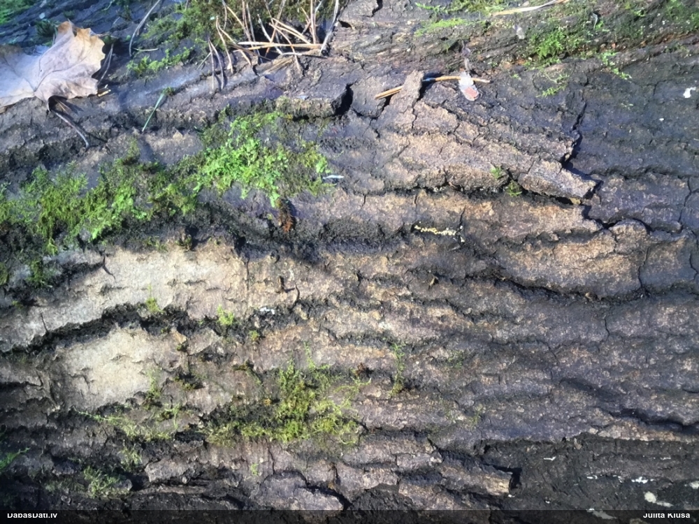 Gļotsēne (nenoteikta)