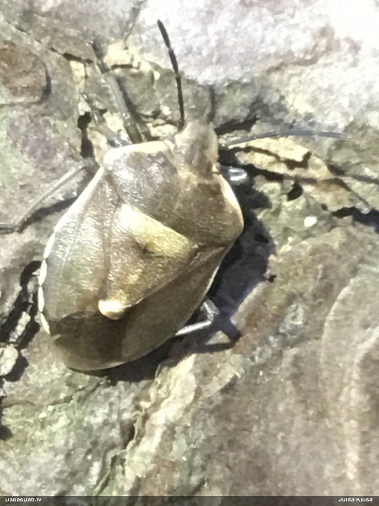 Priežu vairogblakts