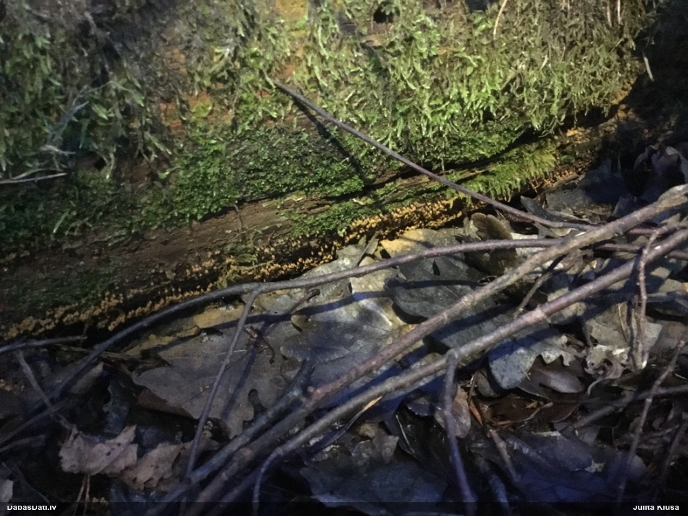 Maldinošā kājpilīte (bij. maldinošā trihija)