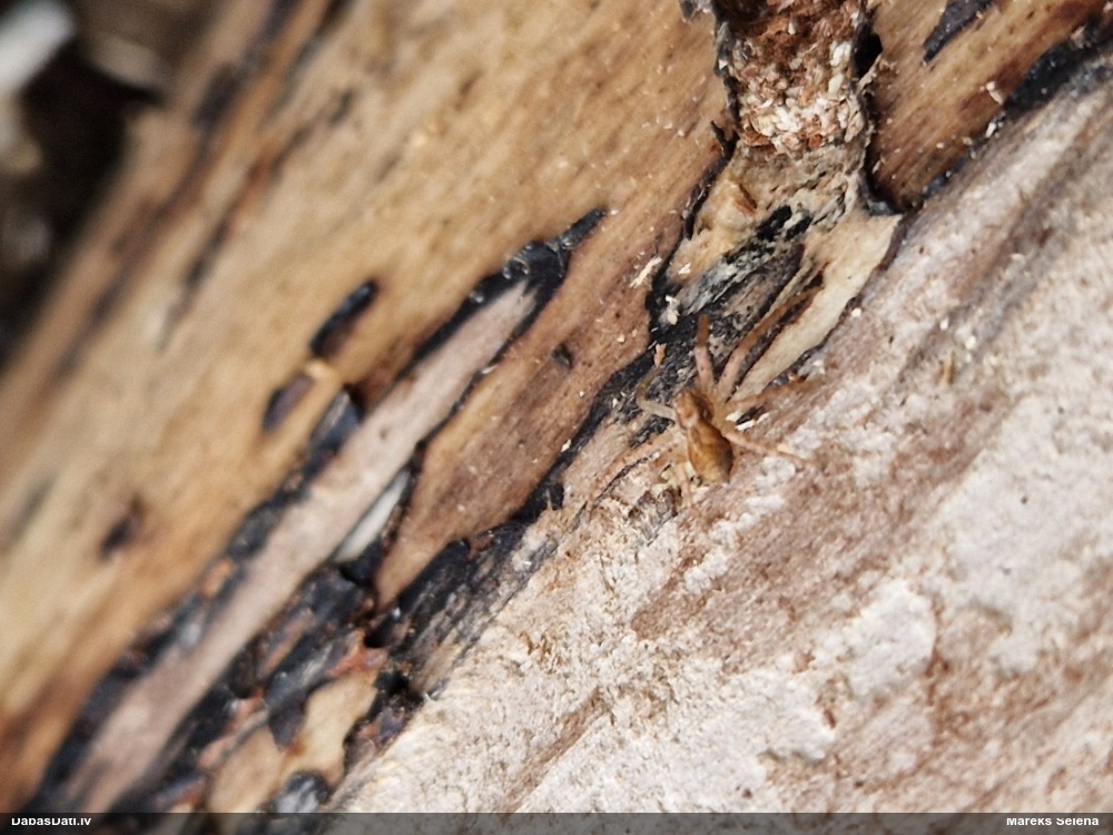 Zirneklis (nenoteikts)