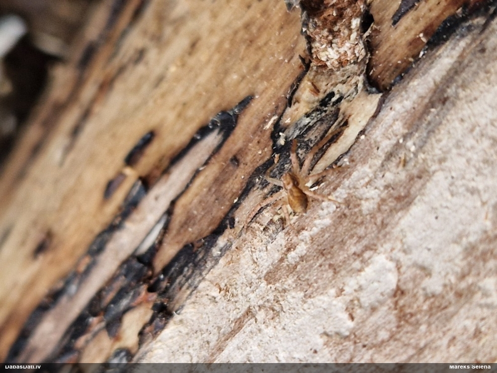 Zirneklis (nenoteikts)