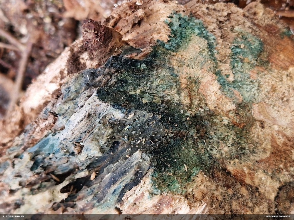 Zilzaļā hlorociborija