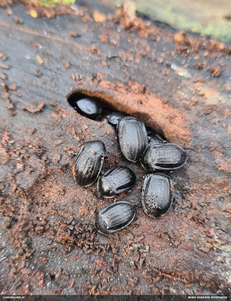 Līķvabole Phosphuga atrata