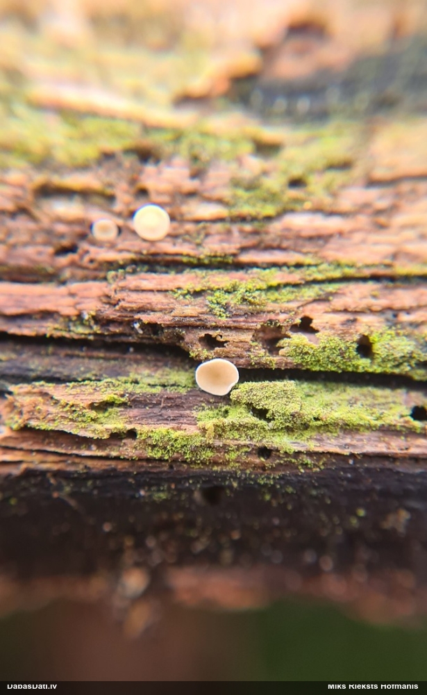 Askusēne (nenoteikta)