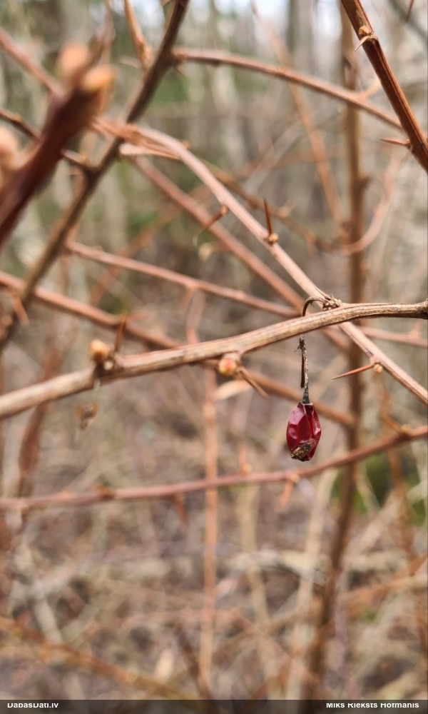 барбарис обыкновенный