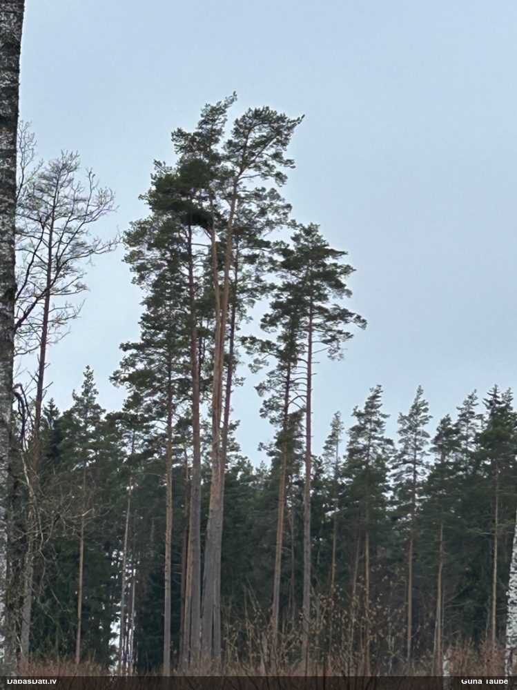 орлан-белохвост