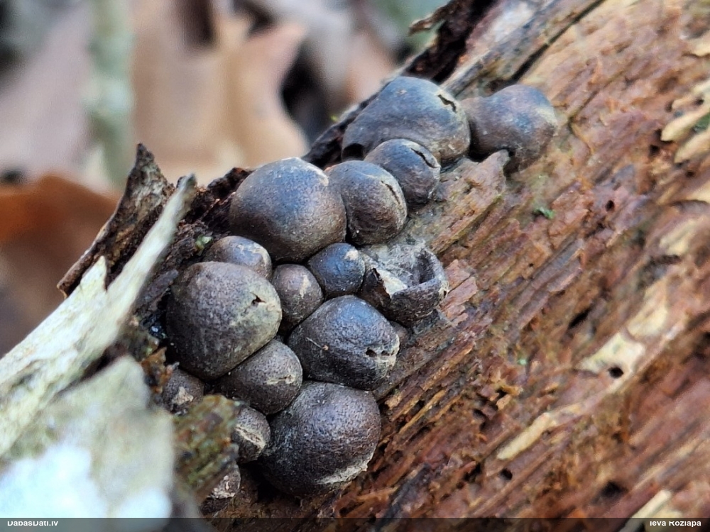 Vilkpienaine (nenoteikta)