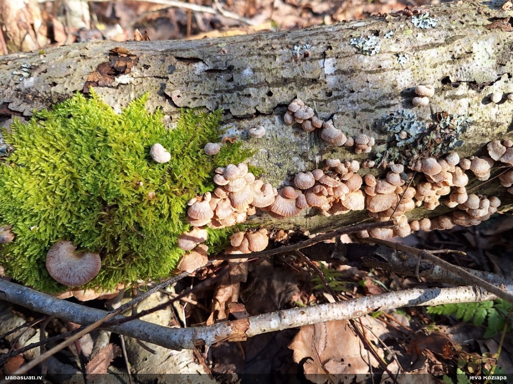 Sūrā pundurkamolene