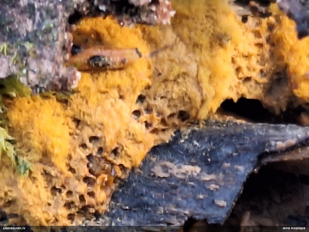 Trihija, hemitrihija (nenoteikta)