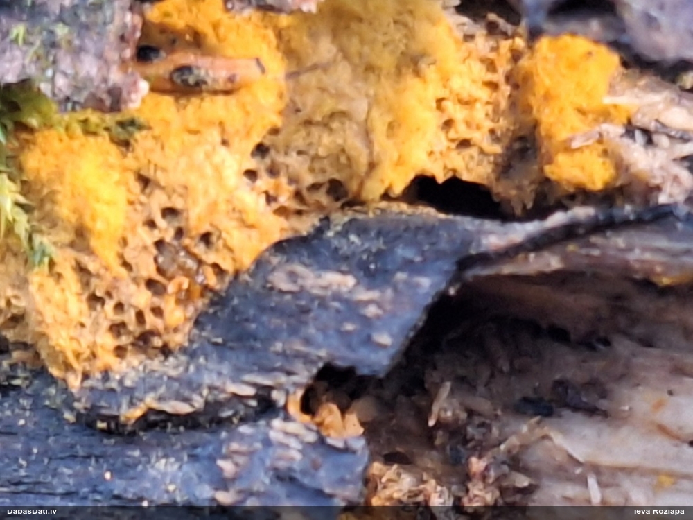 Trihija, hemitrihija (nenoteikta)