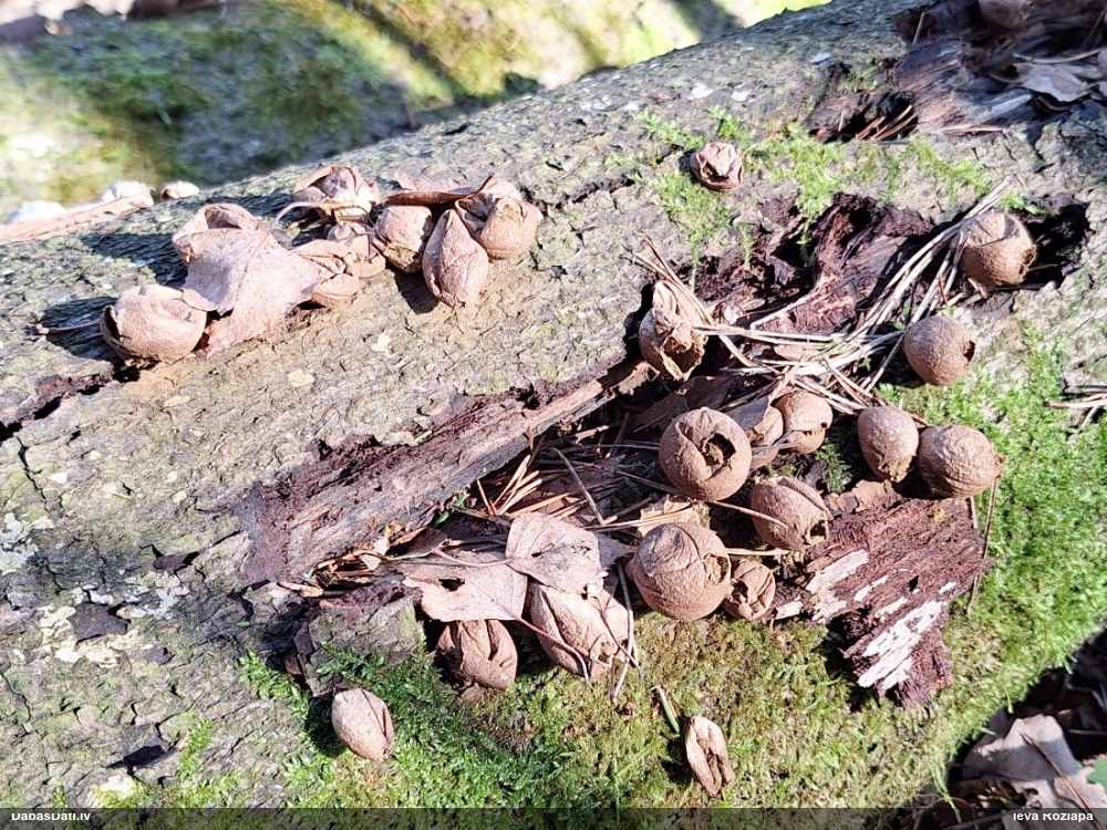 грушевидный дождевик