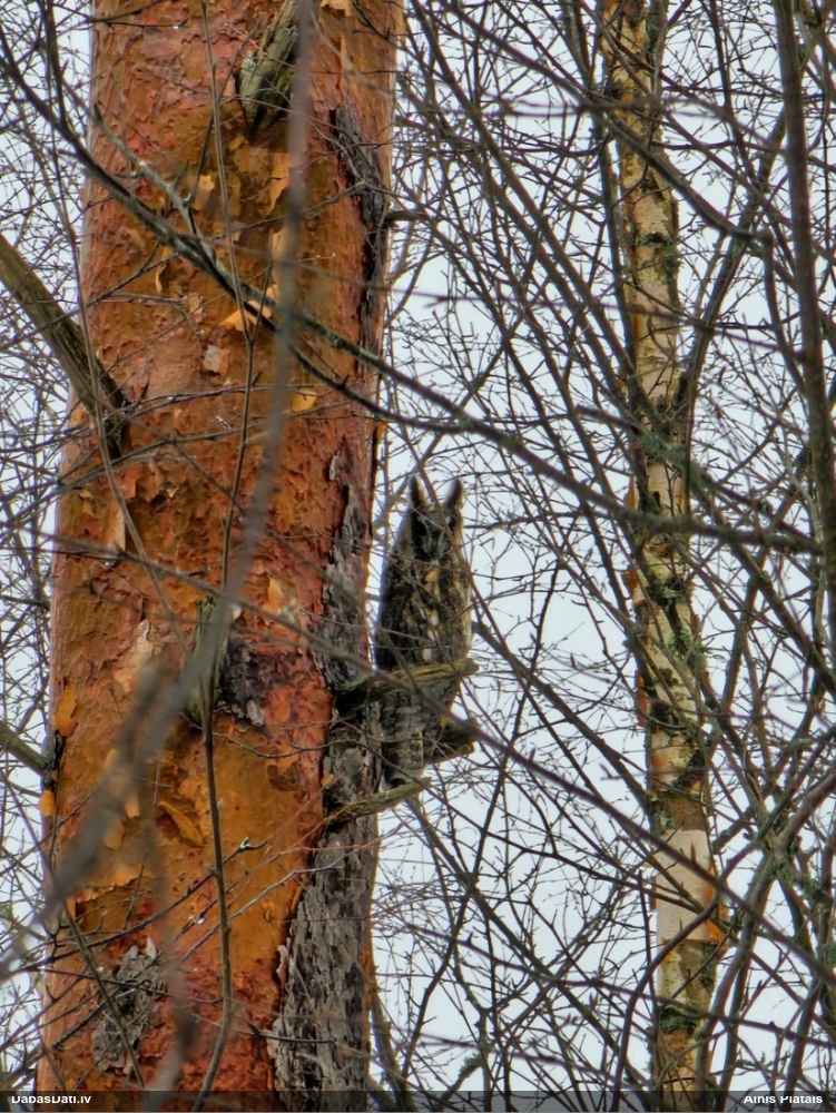 ушастая сова