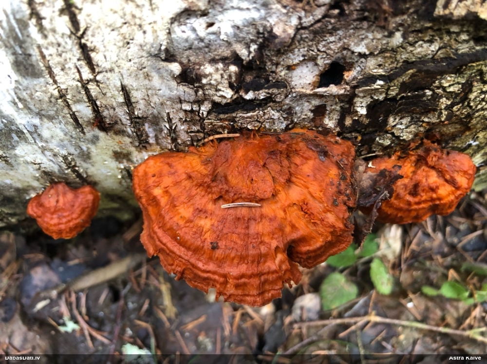 Liesmainā egļpiepe