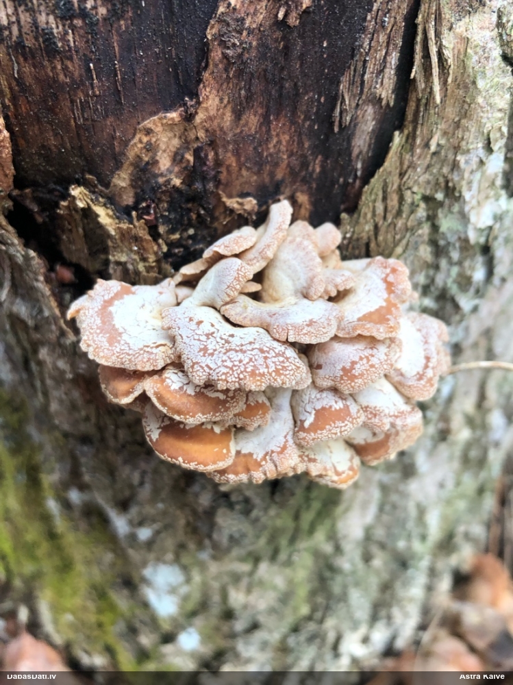 Sūrā pundurkamolene