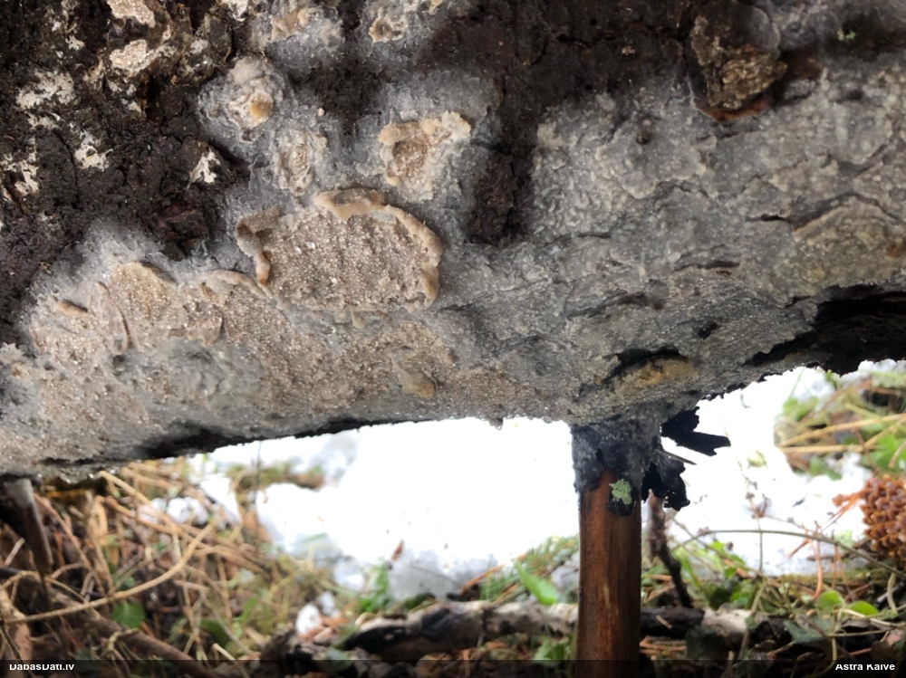 Lielā pergamentsēne