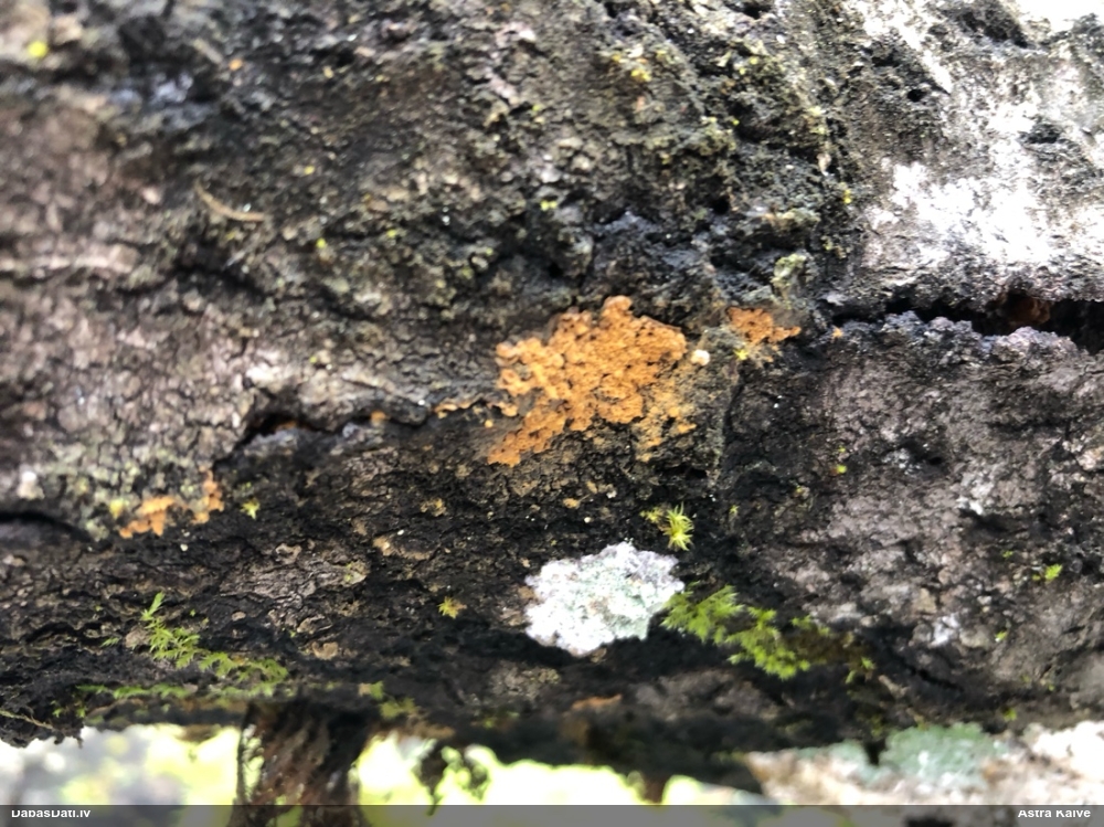 Trihija, hemitrihija (nenoteikta)