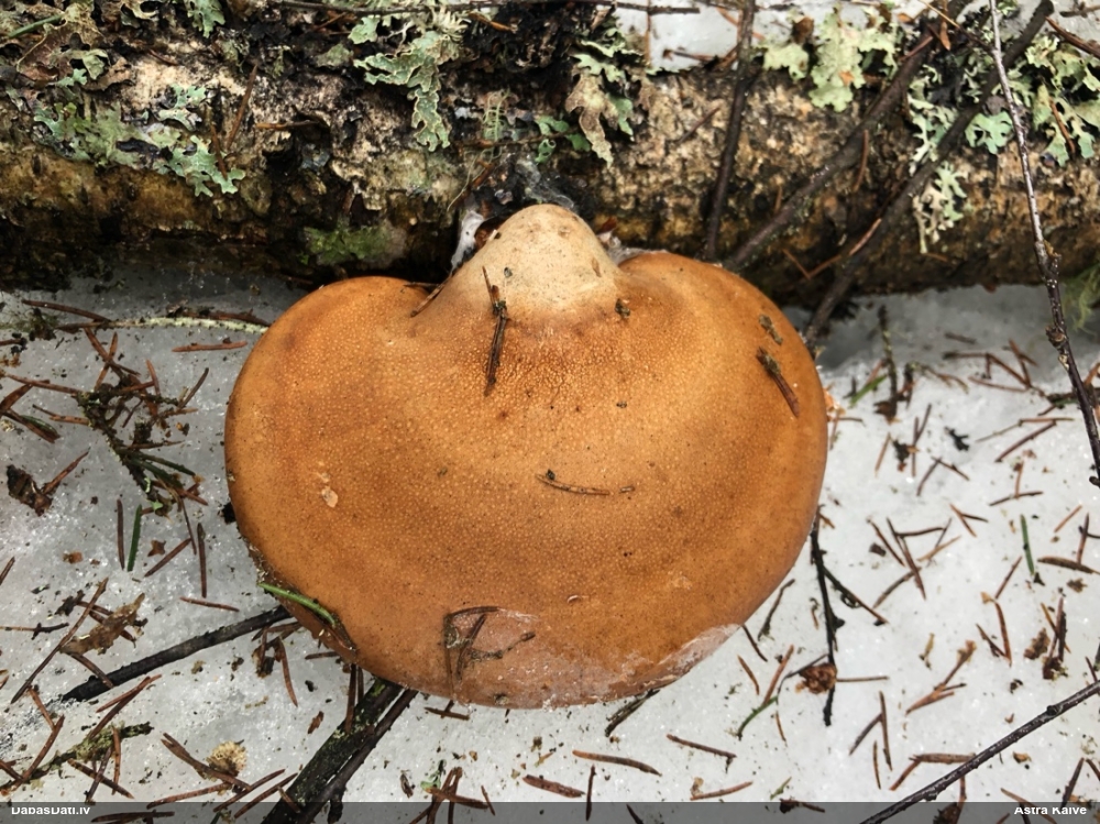 березовый Трутовик