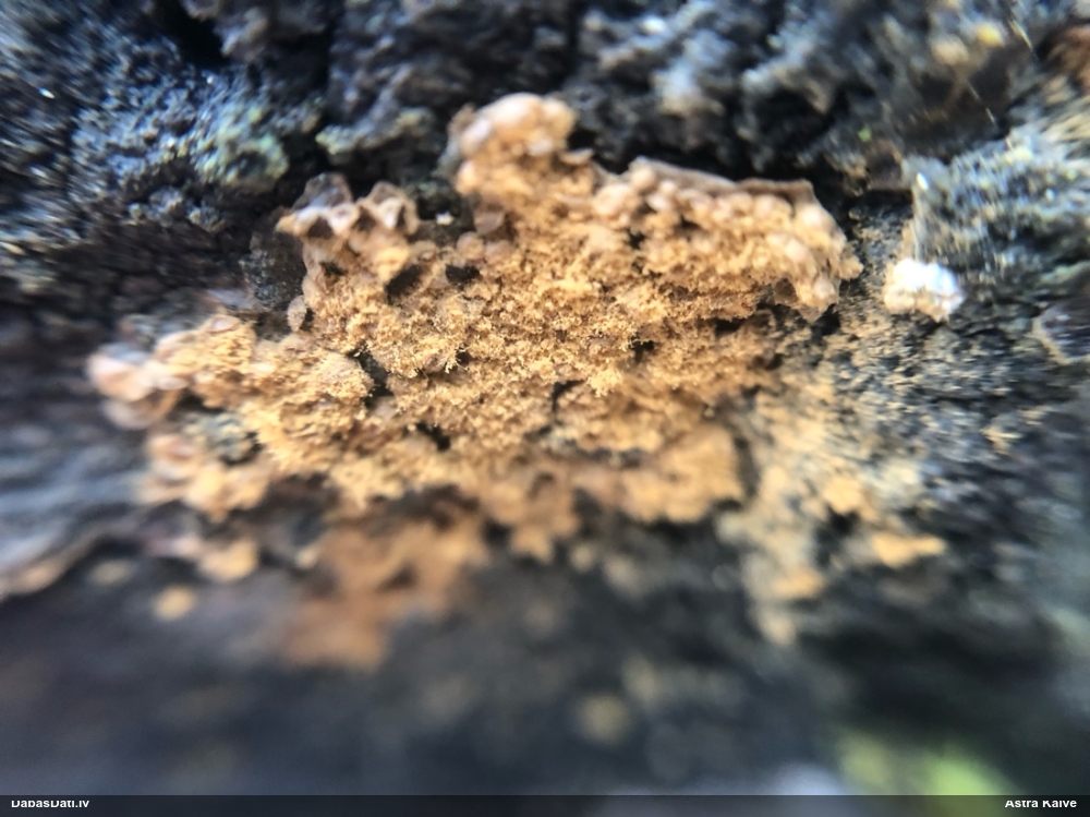 Trihija, hemitrihija (nenoteikta)