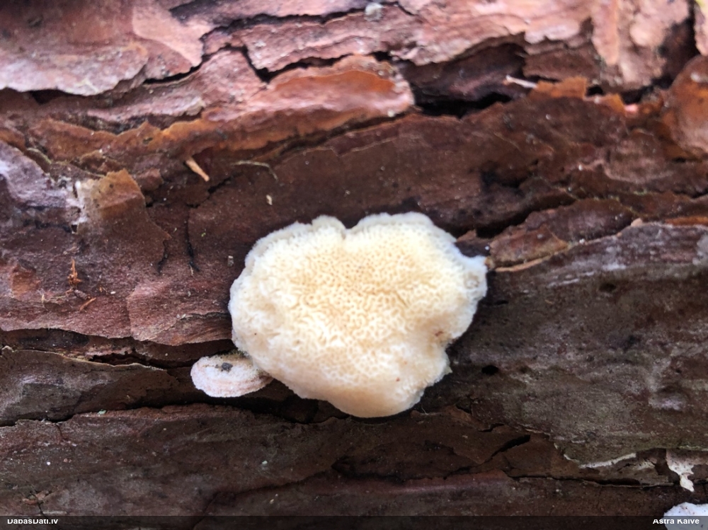 Iedzeltenā diplomitopore