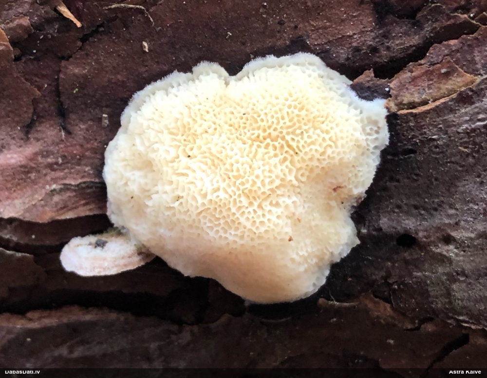 Iedzeltenā diplomitopore