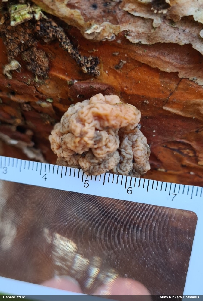 Smadzeņveida receklene