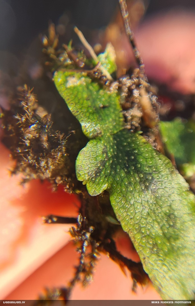 Nelīdzenā konusgalvīte