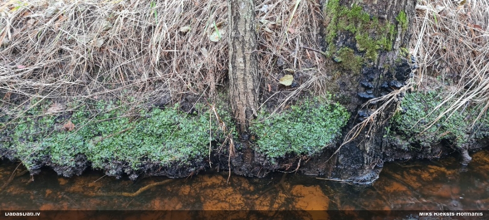 Nelīdzenā konusgalvīte