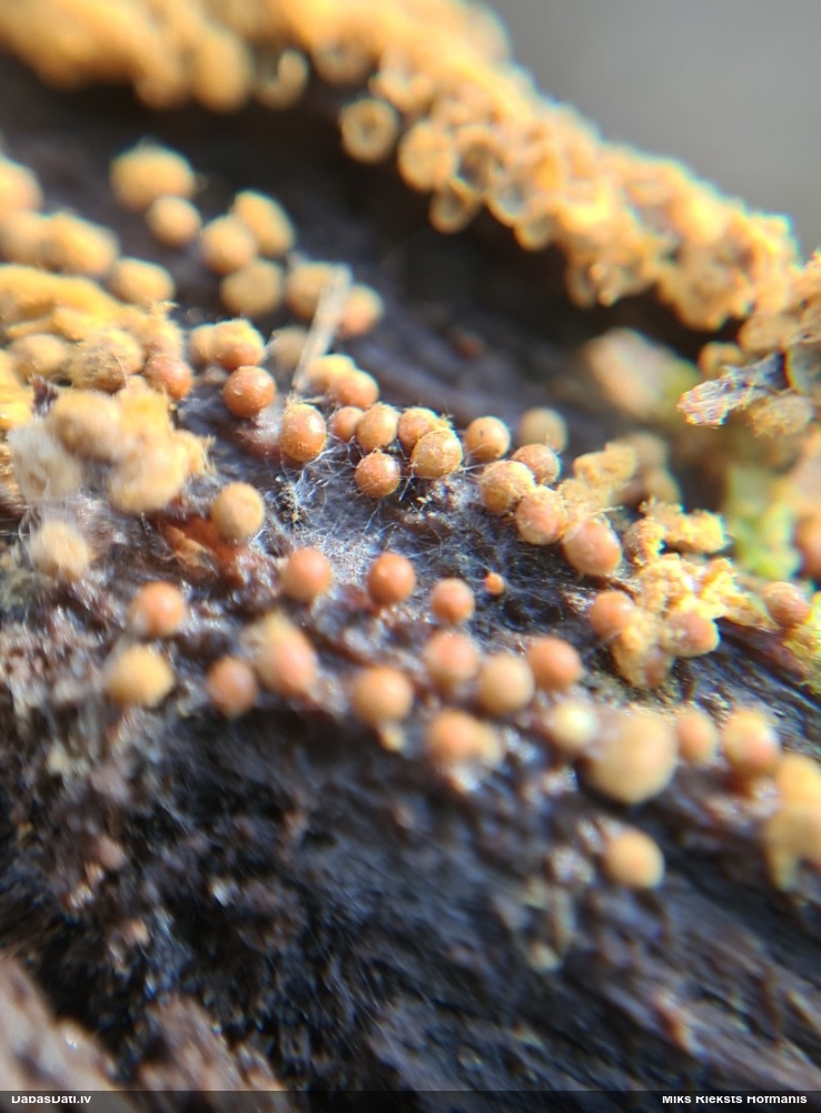 Trihija, hemitrihija (nenoteikta)