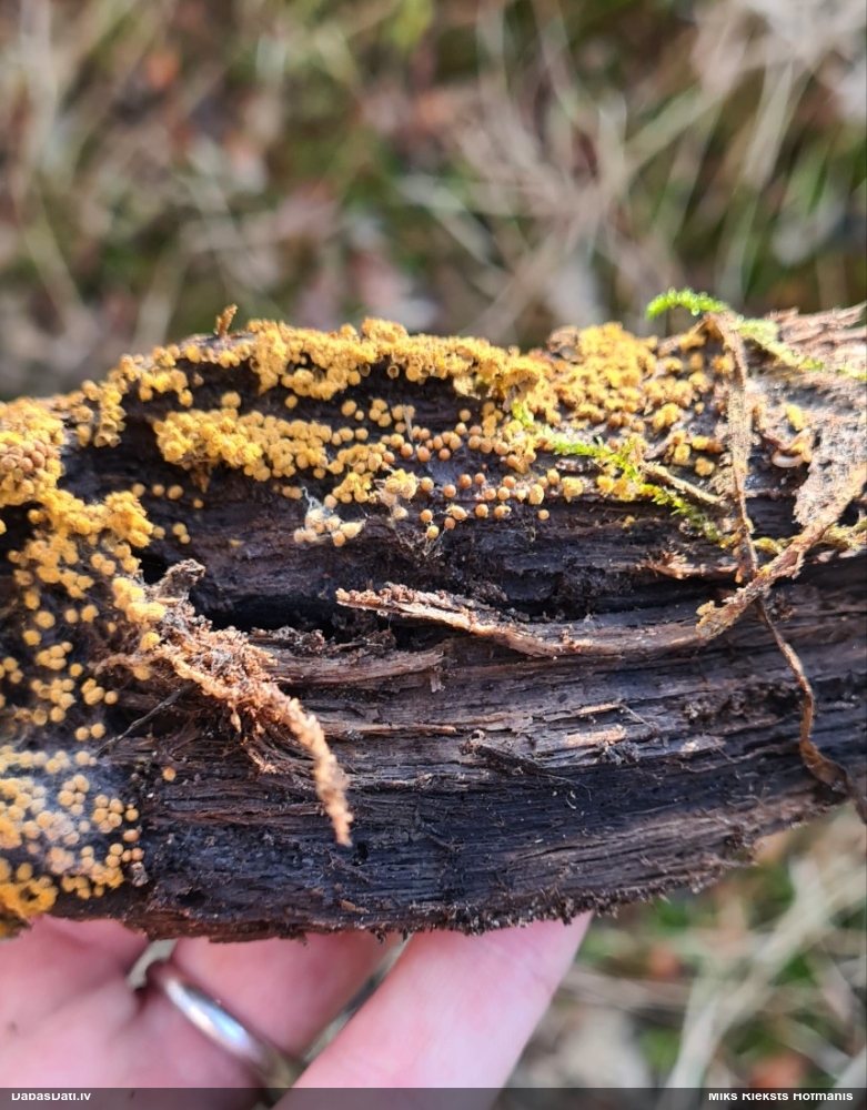 Trihija, hemitrihija (nenoteikta)