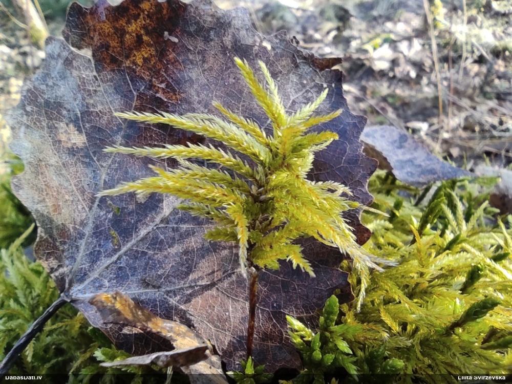 Parastā kociņsūna