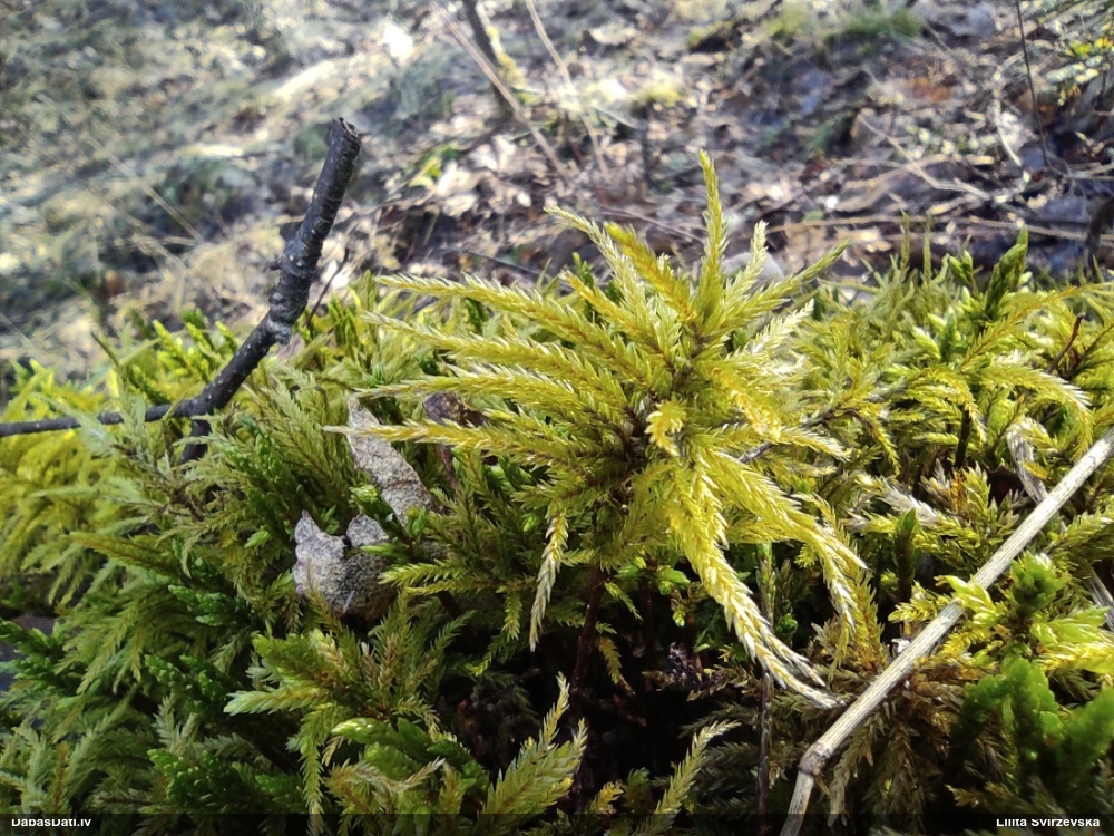 Parastā kociņsūna