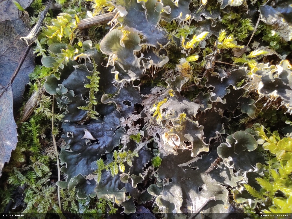 Peltīgera (nenoteikta)